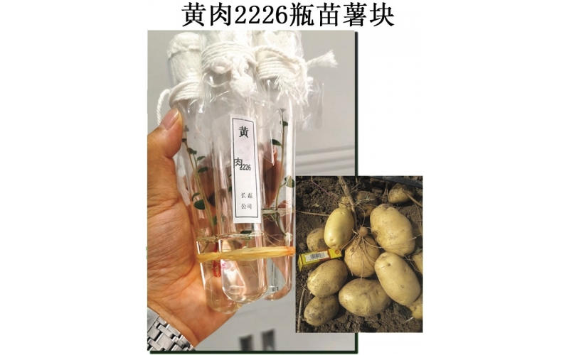 長磊農業(yè)科技開發(fā)有限公司品種研發(fā)